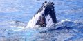 We drifted and 6 whales visited us close up